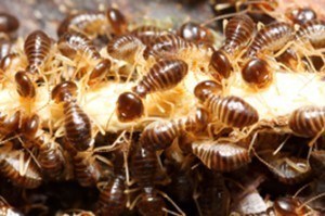 termite inspection services