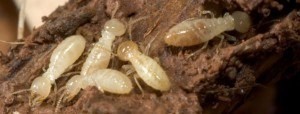 Termite Treatment Control Melbourne